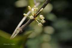 Aspidopterys canarensis